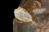 Unidentified Fossil Seed From North Dakota - Paleocene #96885-1